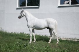 Гороскоп 2012 г.р, сын Канюка